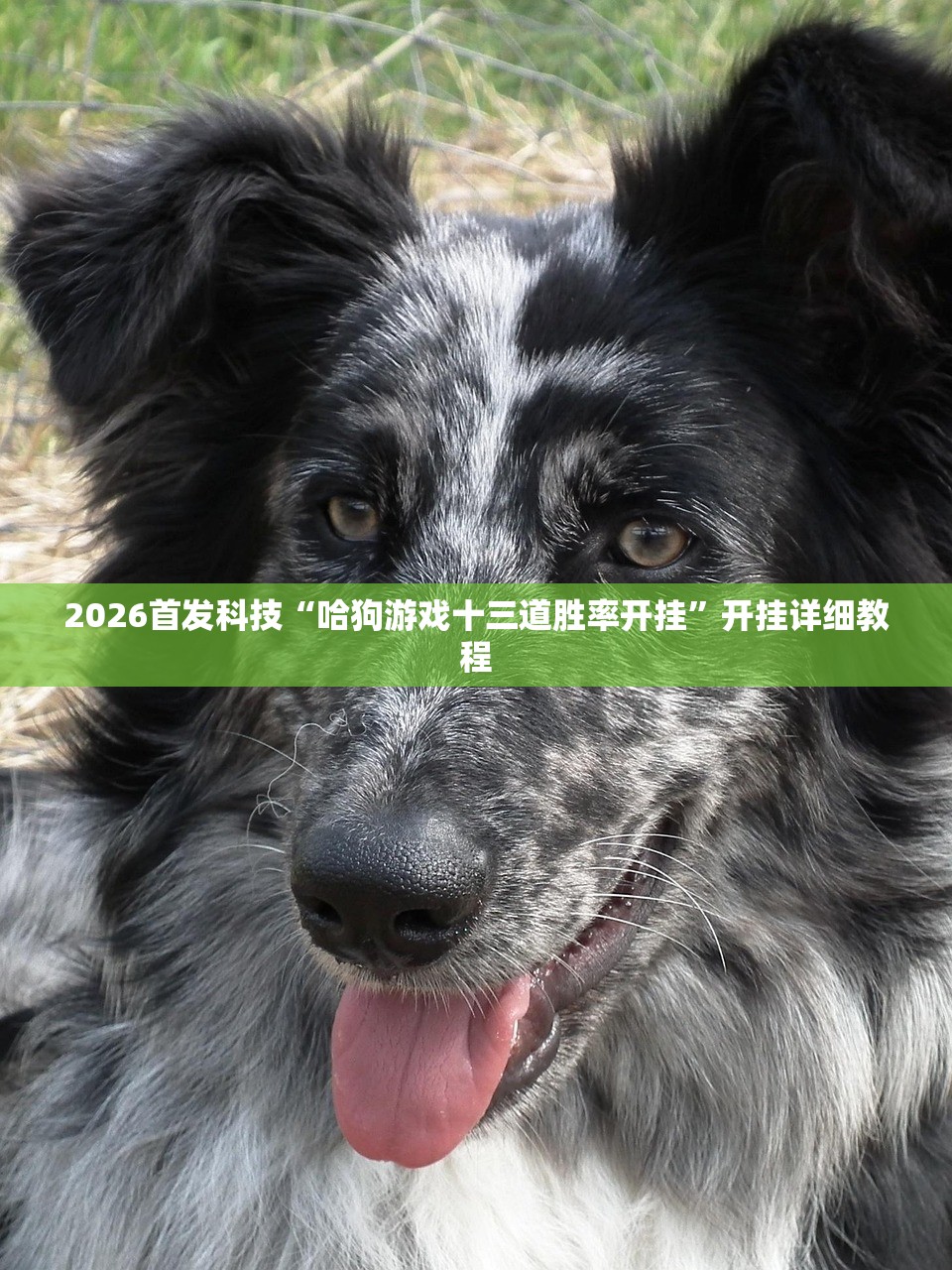2026首发科技“哈狗游戏十三道胜率开挂”开挂详细教程