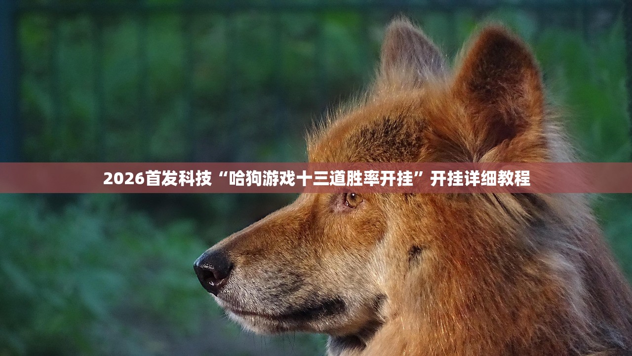 2026首发科技“哈狗游戏十三道胜率开挂	”开挂详细教程