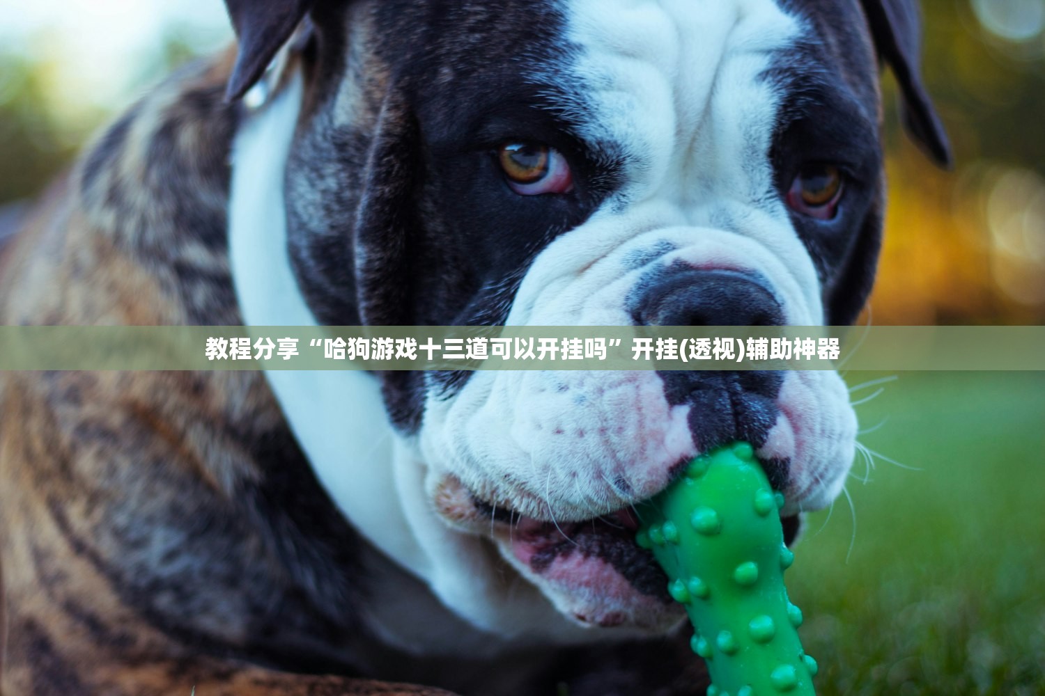 教程分享“哈狗游戏十三道可以开挂吗”开挂(透视)辅助神器