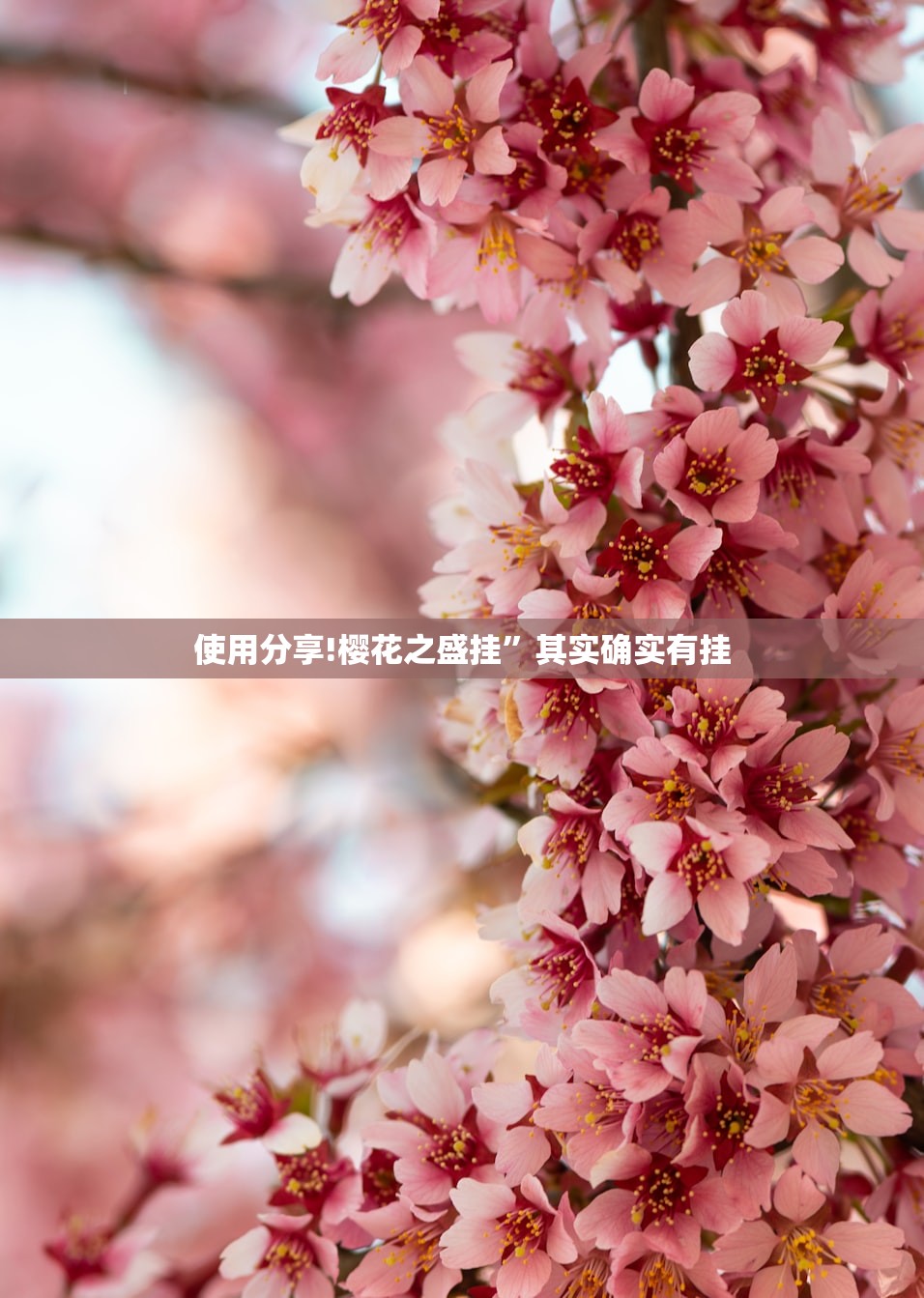 使用分享!樱花之盛挂”其实确实有挂