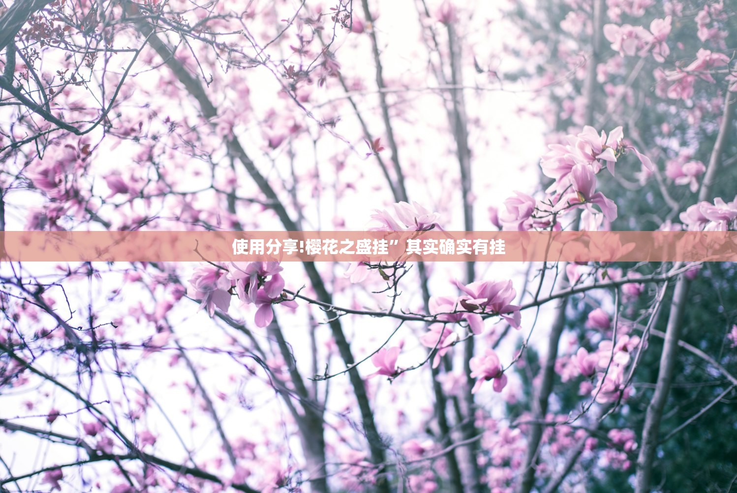 使用分享!樱花之盛挂	”其实确实有挂