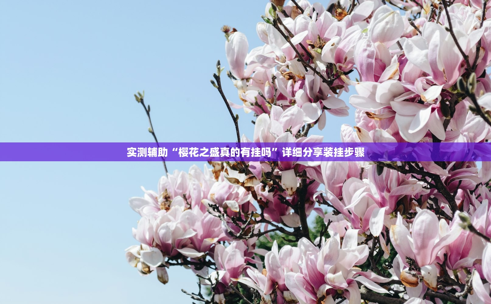 实测辅助“樱花之盛真的有挂吗”详细分享装挂步骤