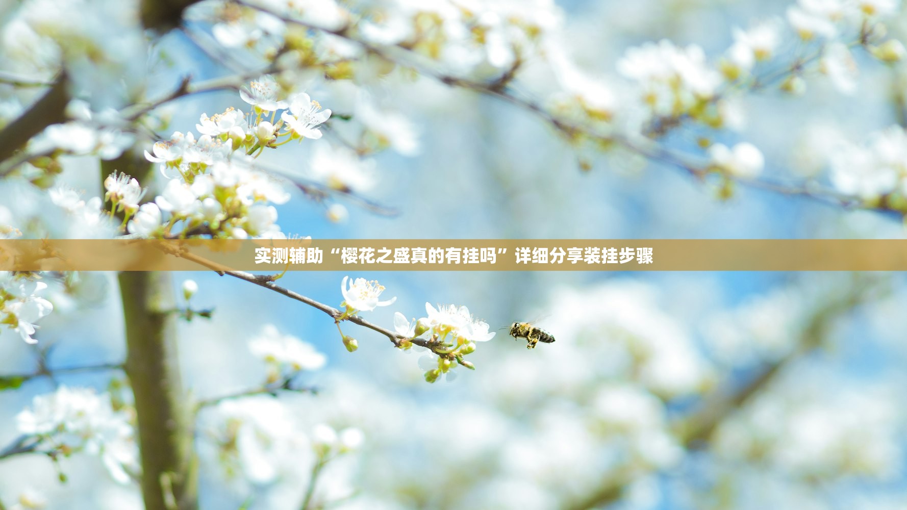 实测辅助“樱花之盛真的有挂吗”详细分享装挂步骤