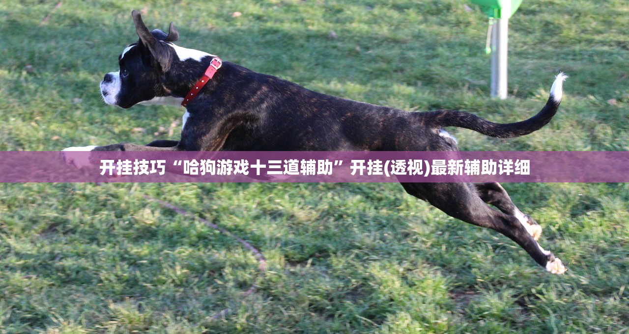 开挂技巧“哈狗游戏十三道辅助”开挂(透视)最新辅助详细