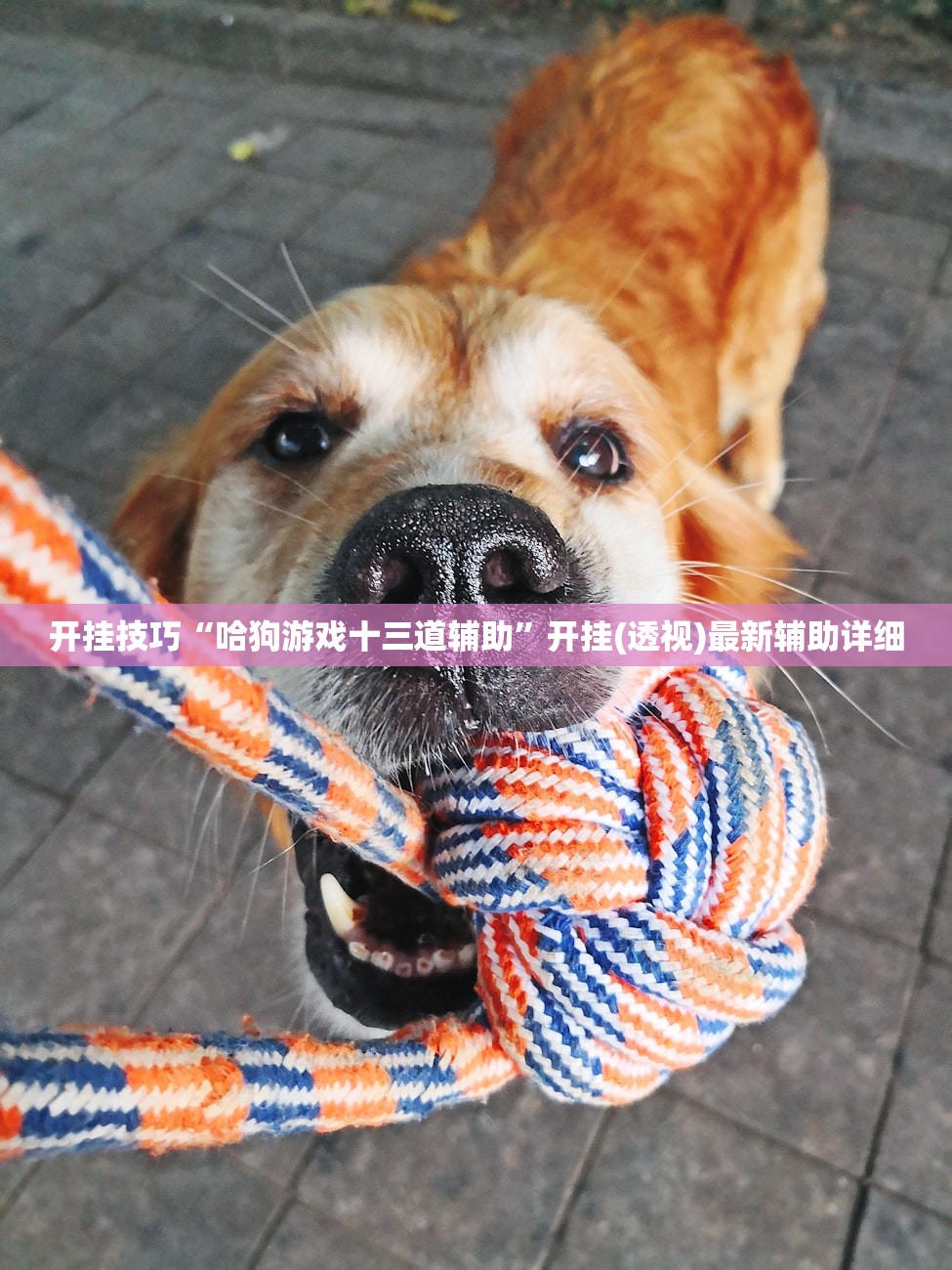 开挂技巧“哈狗游戏十三道辅助	”开挂(透视)最新辅助详细