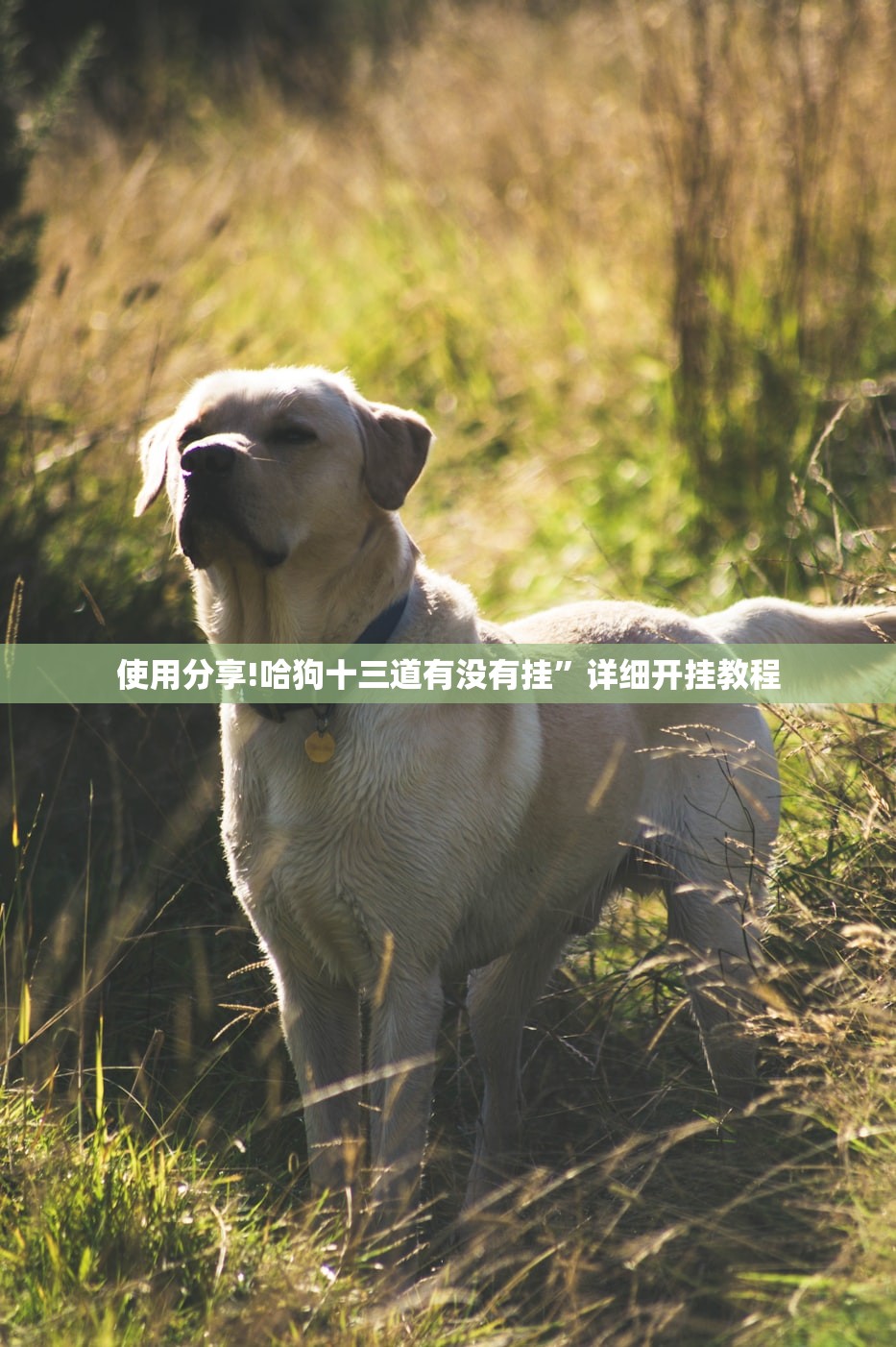 使用分享!哈狗十三道有没有挂”详细开挂教程