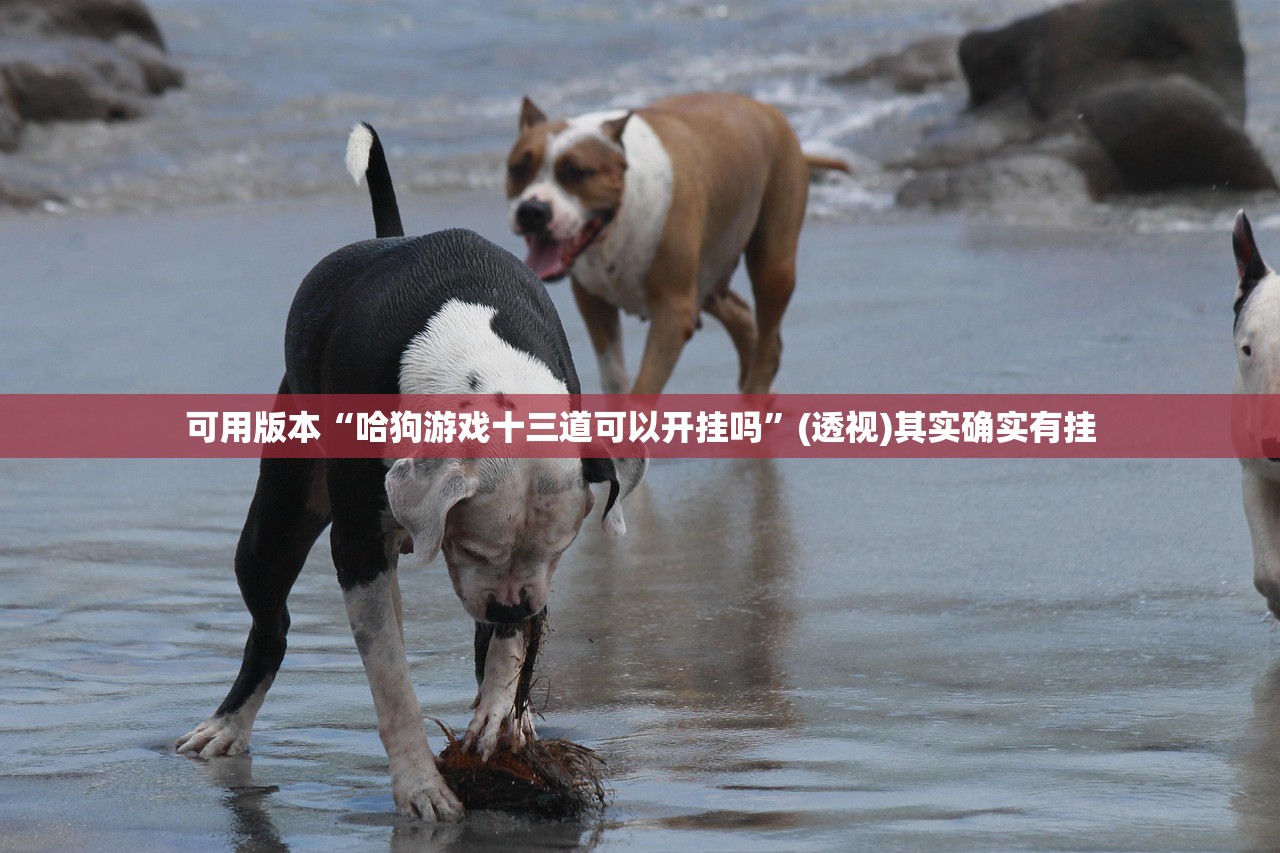 可用版本“哈狗游戏十三道可以开挂吗”(透视)其实确实有挂