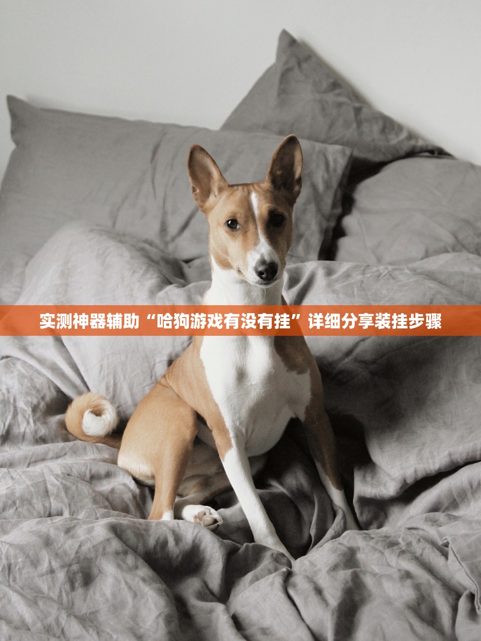 实测神器辅助“哈狗游戏有没有挂”详细分享装挂步骤