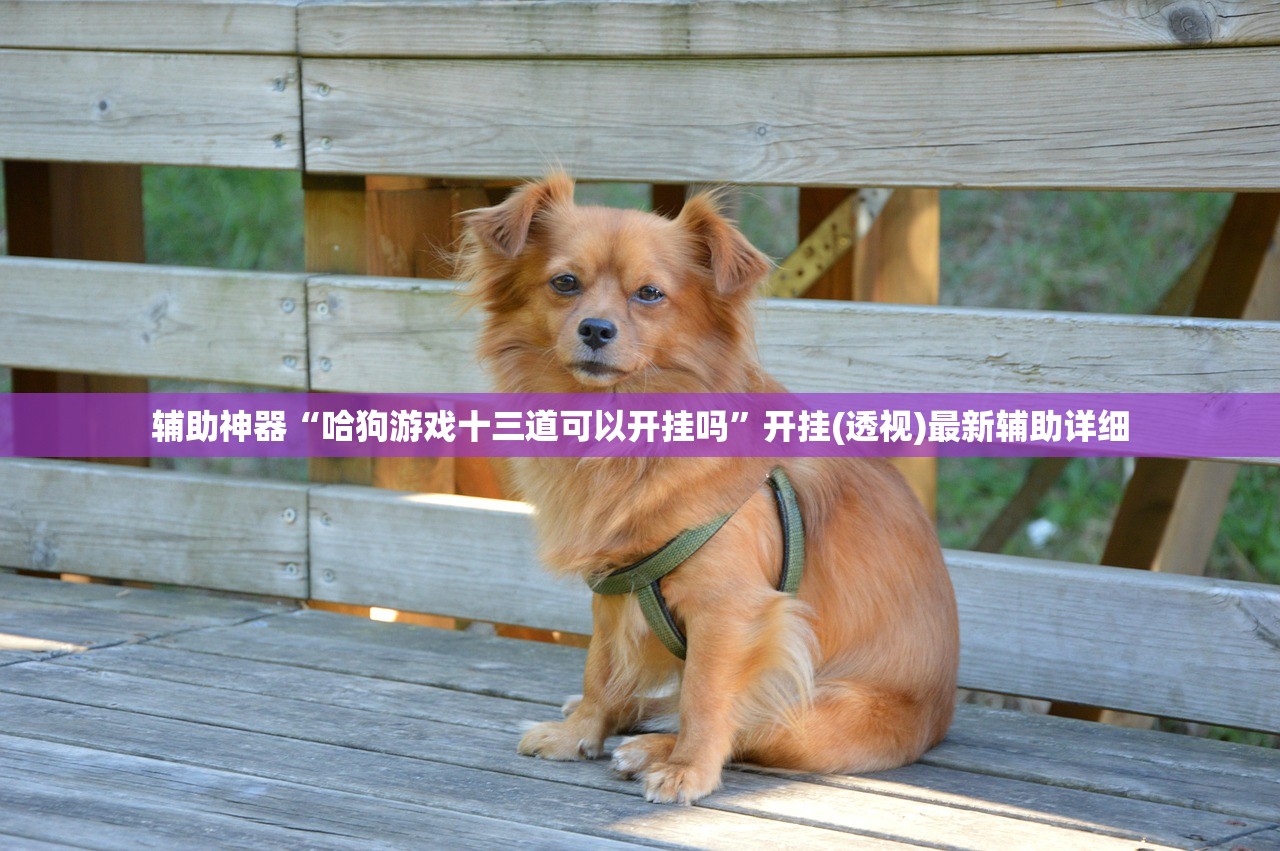 辅助神器“哈狗游戏十三道可以开挂吗”开挂(透视)最新辅助详细