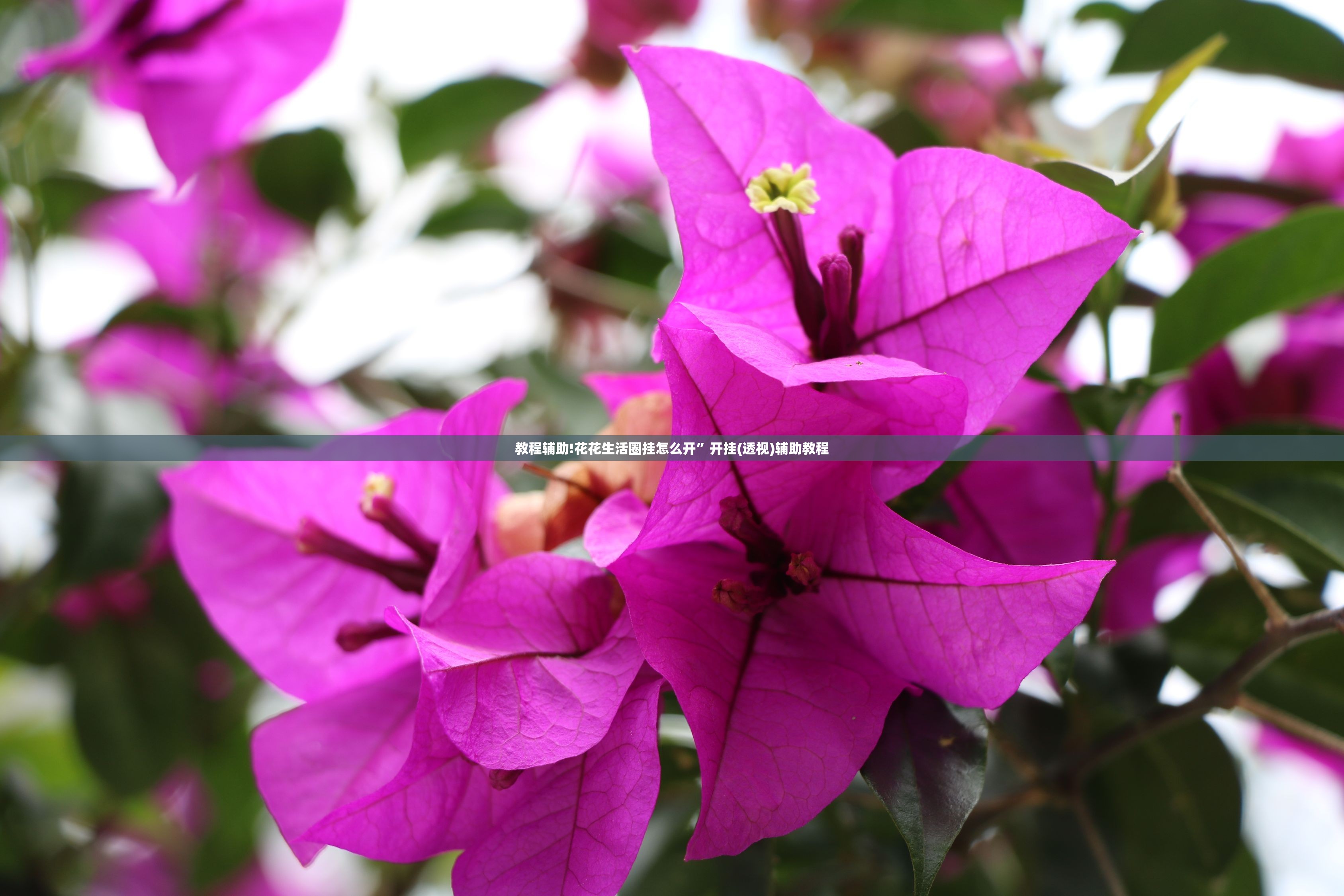教程辅助!花花生活圈挂怎么开	”开挂(透视)辅助教程