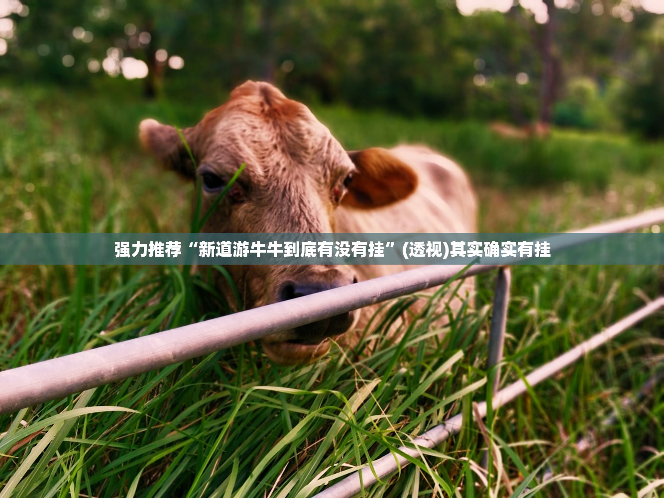 强力推荐“新道游牛牛到底有没有挂”(透视)其实确实有挂