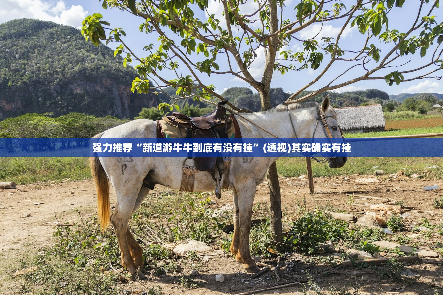 强力推荐“新道游牛牛到底有没有挂”(透视)其实确实有挂