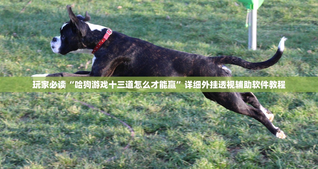 玩家必读“哈狗游戏十三道怎么才能赢”详细外挂透视辅助软件教程