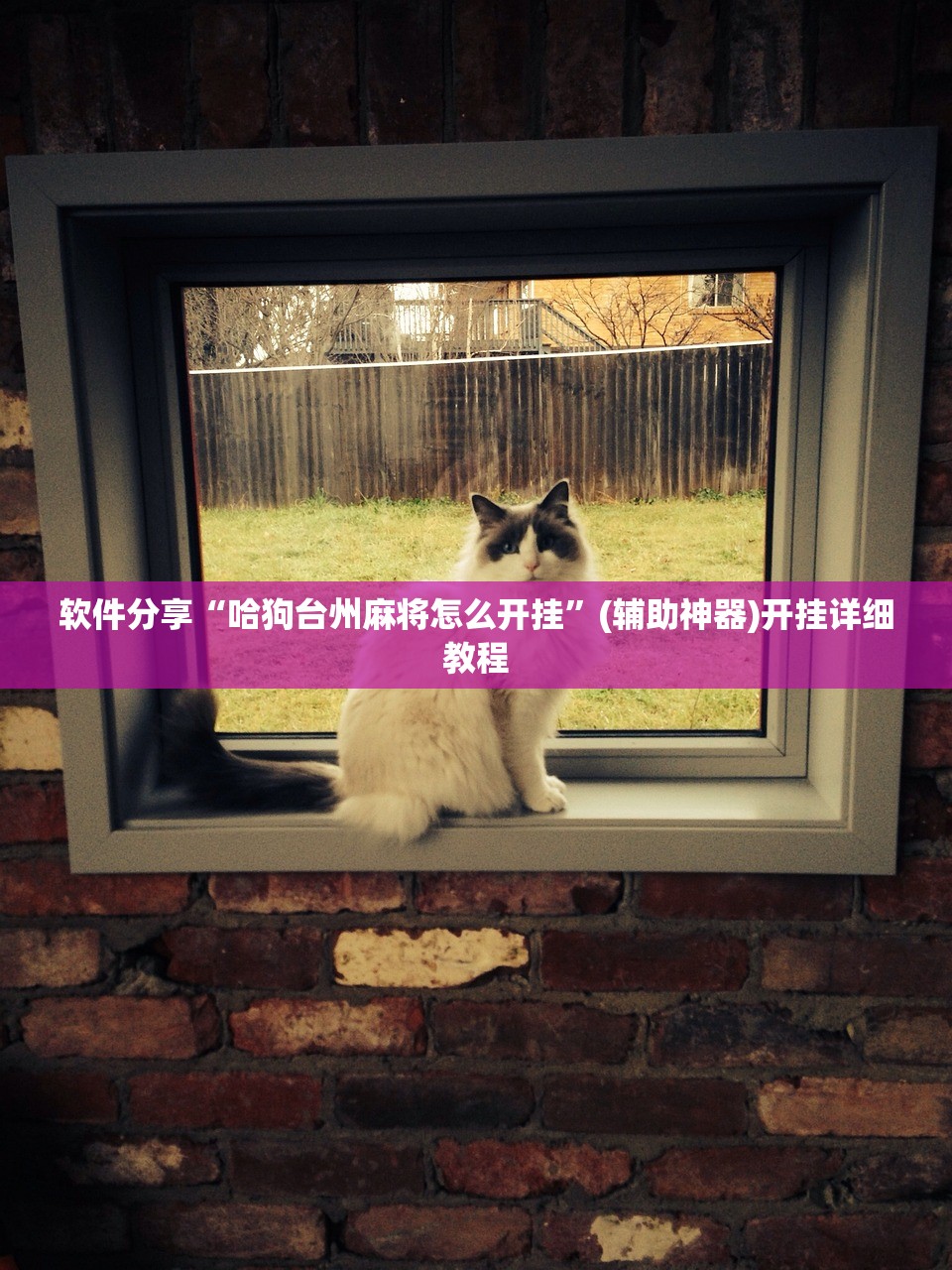 软件分享“哈狗台州麻将怎么开挂”(辅助神器)开挂详细教程
