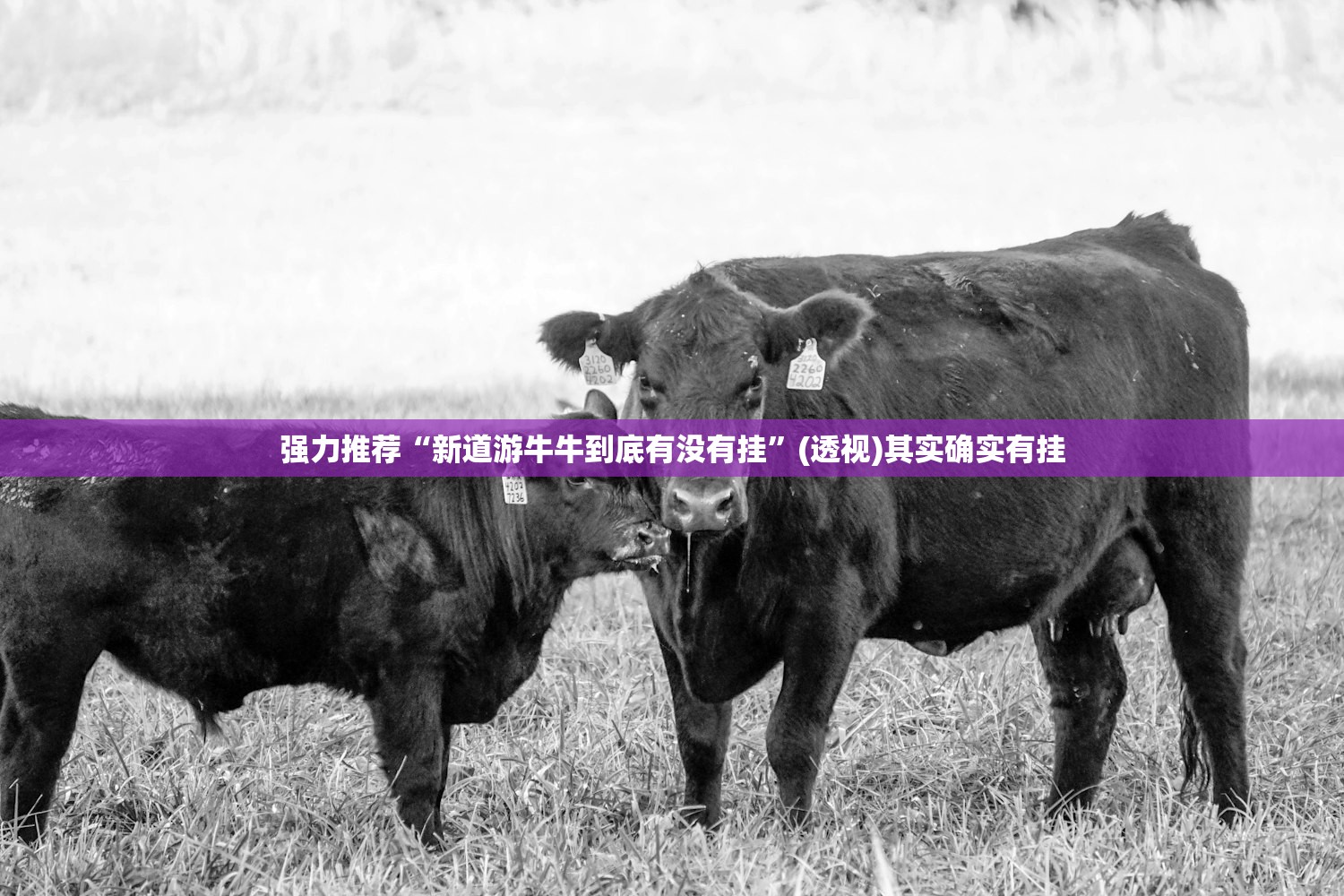 强力推荐“新道游牛牛到底有没有挂”(透视)其实确实有挂